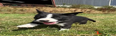 Pup 1