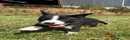 Mixed Breed dogs for sale: Beautiful kelpie x border collie pups for sale - Advert 14