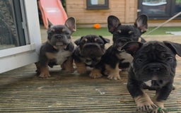 French Bulldog dogs for sale: French bulldog puppys - Advert 11