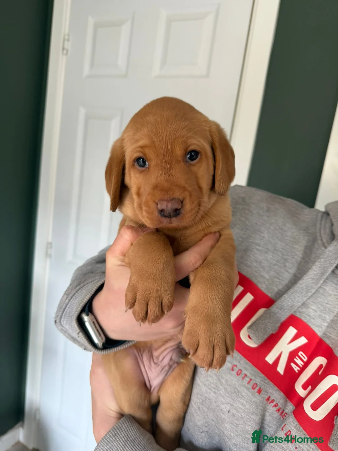 Labrador Retriever dogs for sale: 2 Stunning lab pup Available  in Coalville - Advert 6