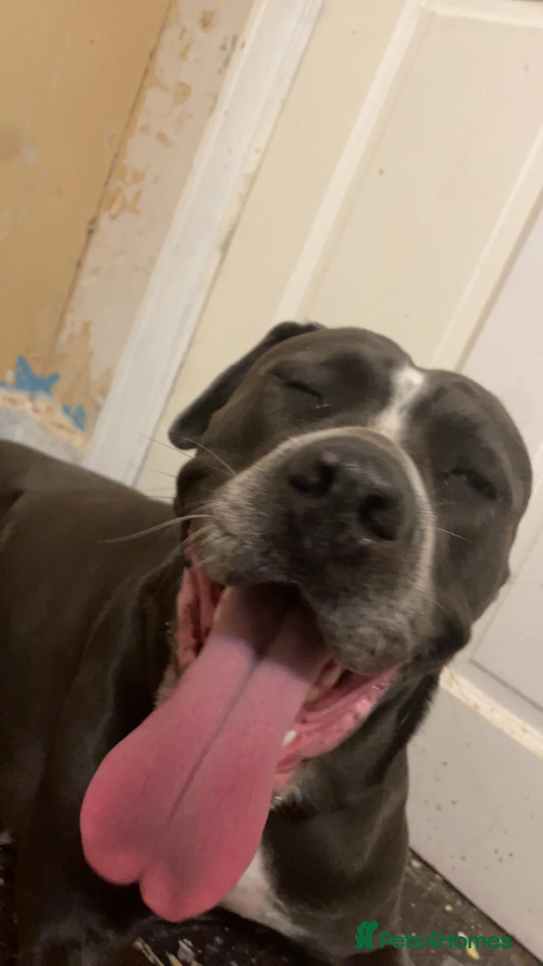Cane Corso dogs for sale: Snowbelle(open for offers) - Advert 1