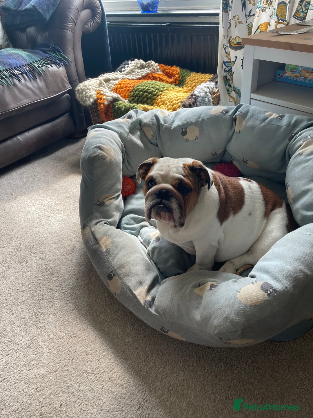 English Bulldog dogs for sale: Beautiful Ten months old bulldog  - Advert 1