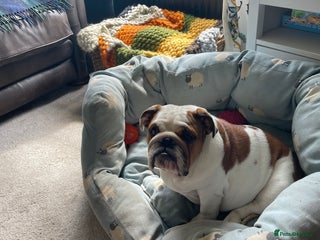 English Bulldog dogs Beautiful Ten months old bulldog - Advert 11