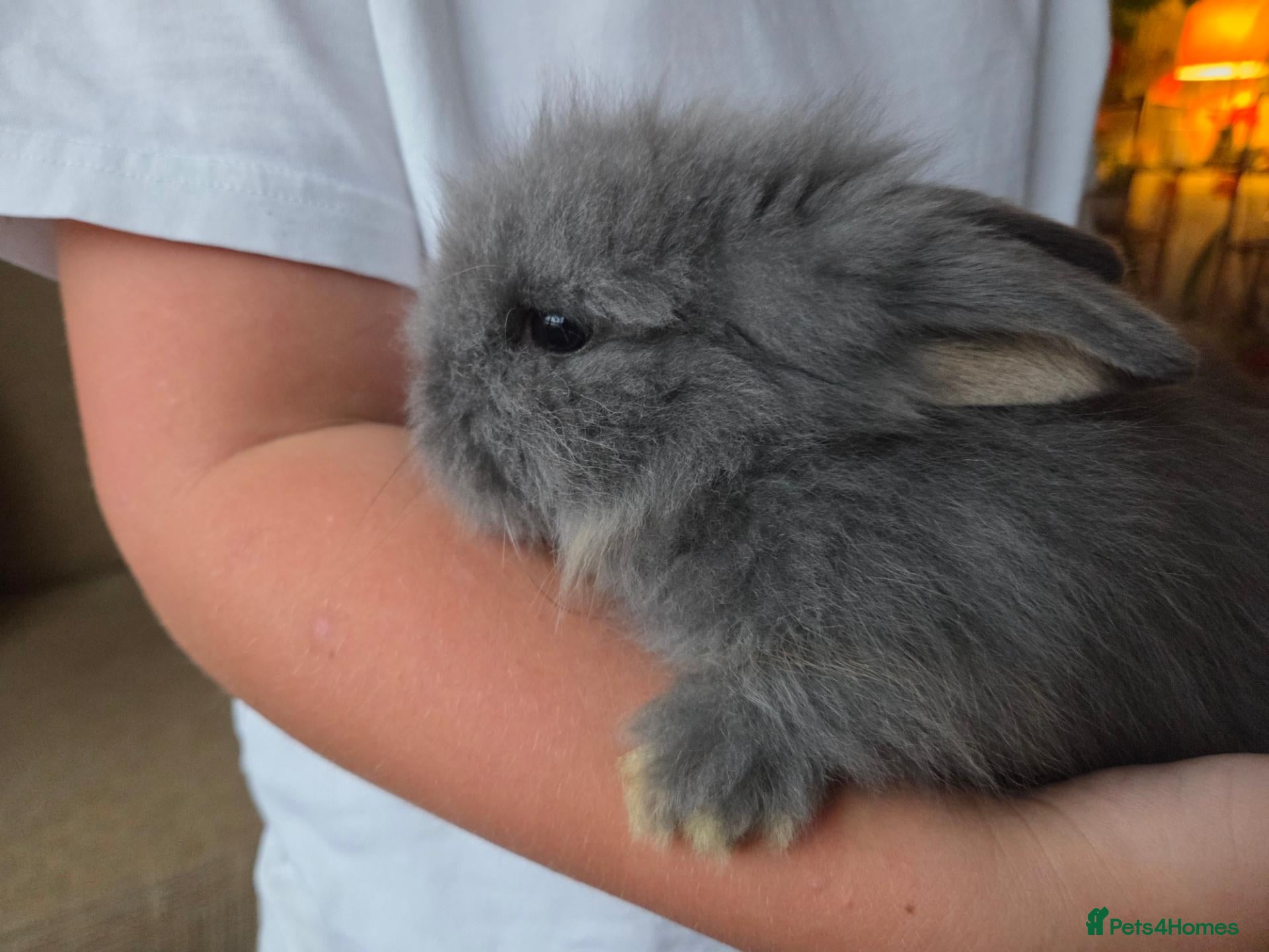 Mixed Breed rabbits for sale: Baby Bunny's  - Advert 11