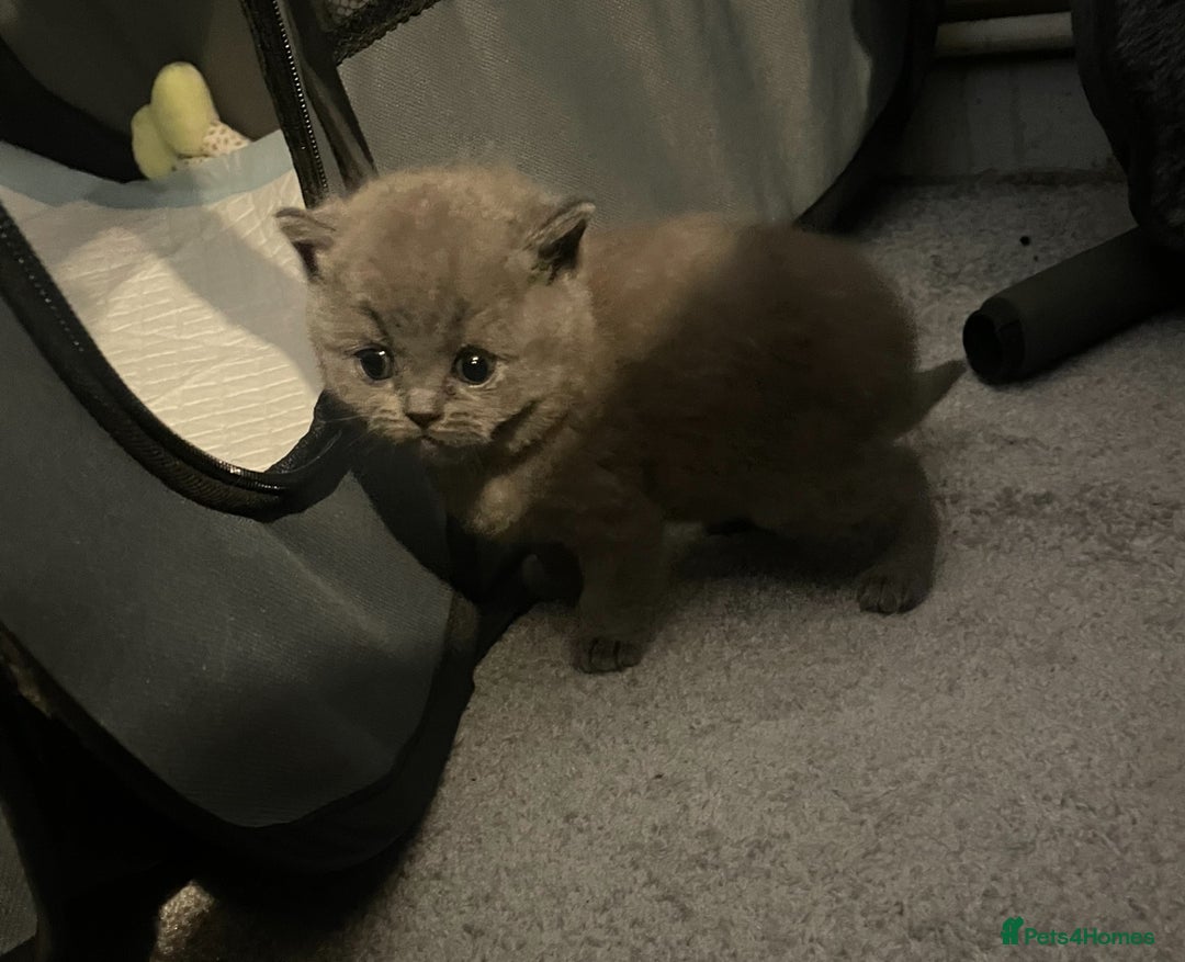 British Shorthair cats for sale:  Pedigree British shorthair kitten - Advert 5