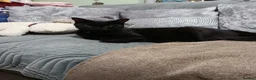 British Shorthair cats for sale: Adorable Trio Looking for Loving Forever Homes - Advert 5