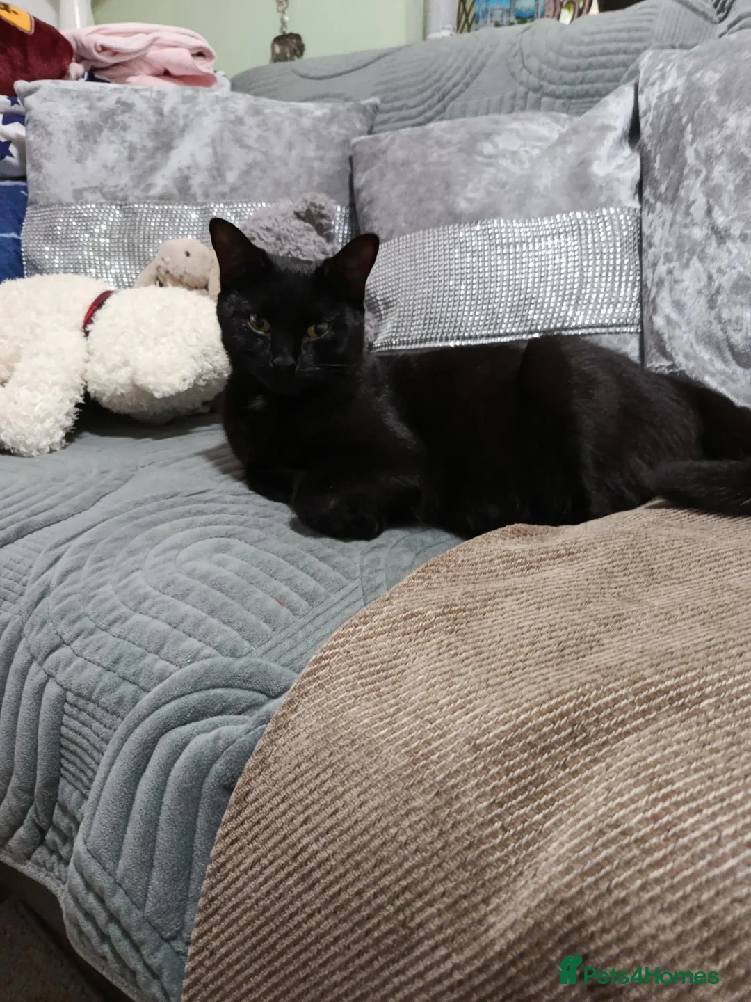 British Shorthair cats for sale: Adorable Trio Looking for Loving Forever Homes - Advert 5