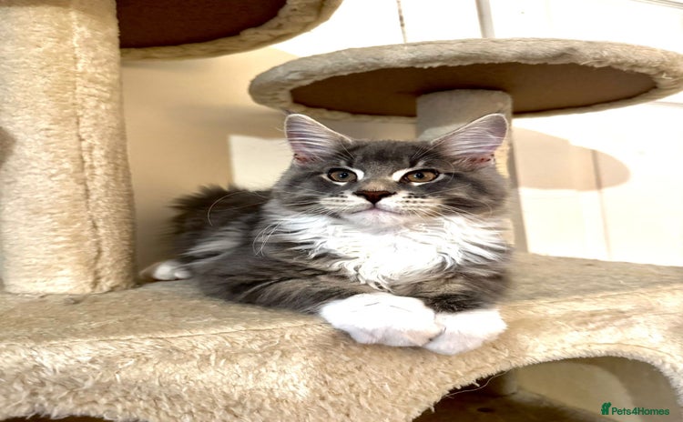Maine Coon cats - Advert 2