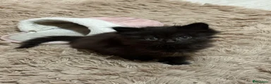 Persian 1