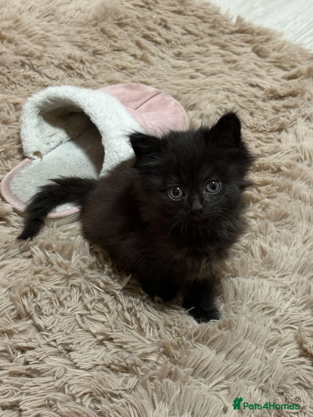 Persian cats for sale: Persian kittens for sale  - Advert 6