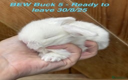 Mini Lop rabbits for sale: Mini Lops Bunnies. READ DESCRIPTION - Updated 22/7 in Chard - Image 28