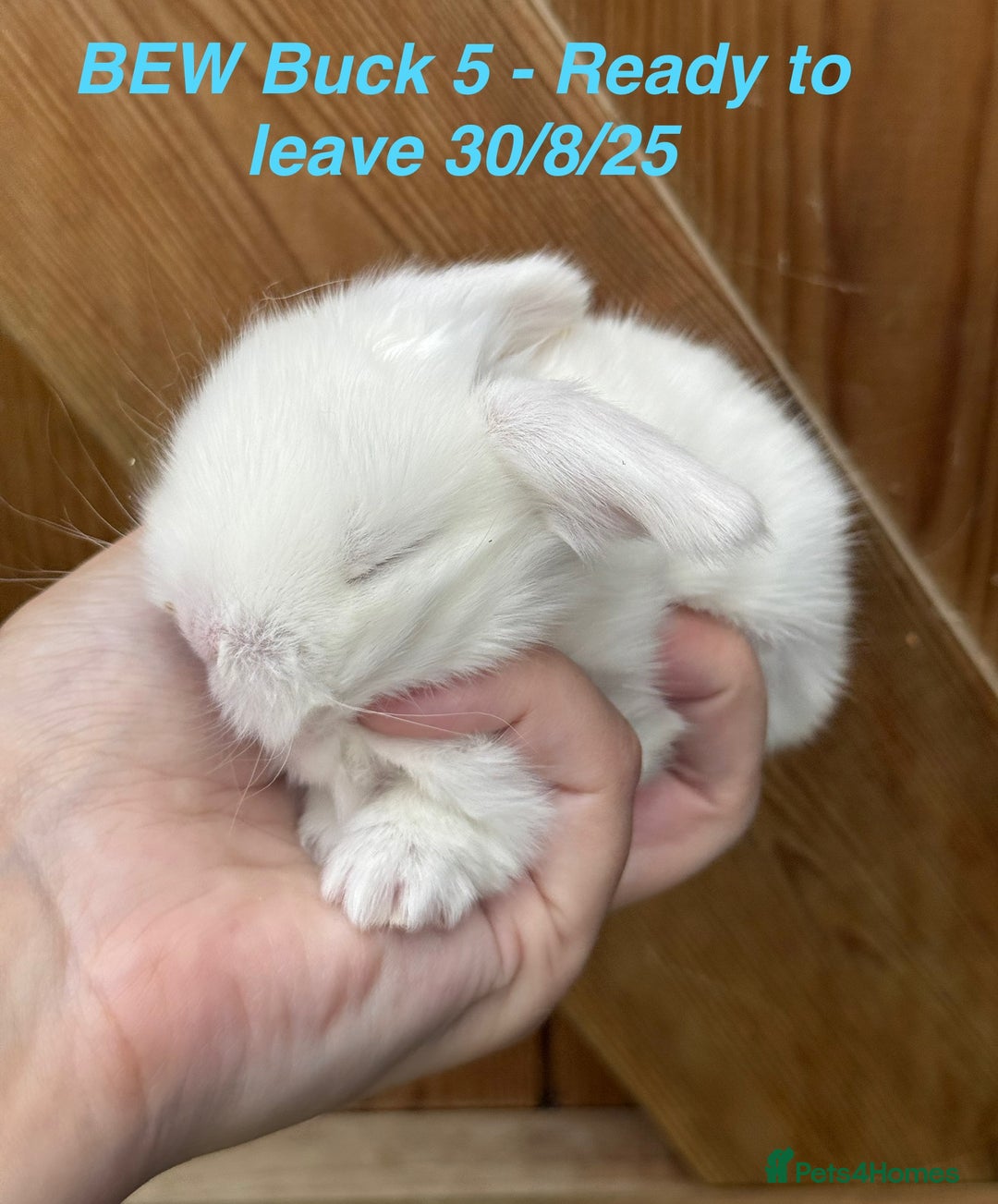 Mini Lop rabbits for sale: Mini Lops Bunnies. READ DESCRIPTION - Updated 22/7 in Chard - Image 28