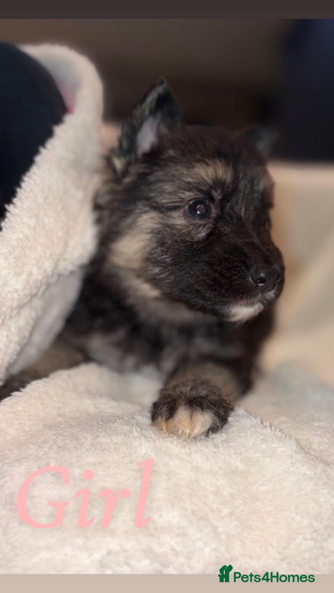 German Shepherd dogs for sale: 10 beautiful German shepherd puppies for sale  - Advert 11