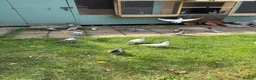 Pigeons birds for sale: Racing pigeons  - Advert 2