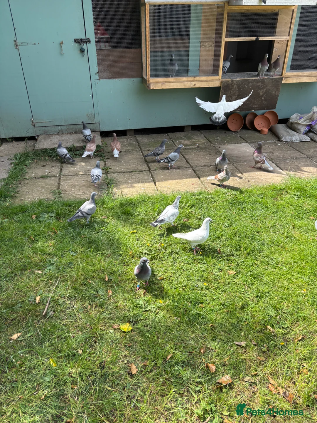 Pigeons birds for sale: Racing pigeons  - Advert 2
