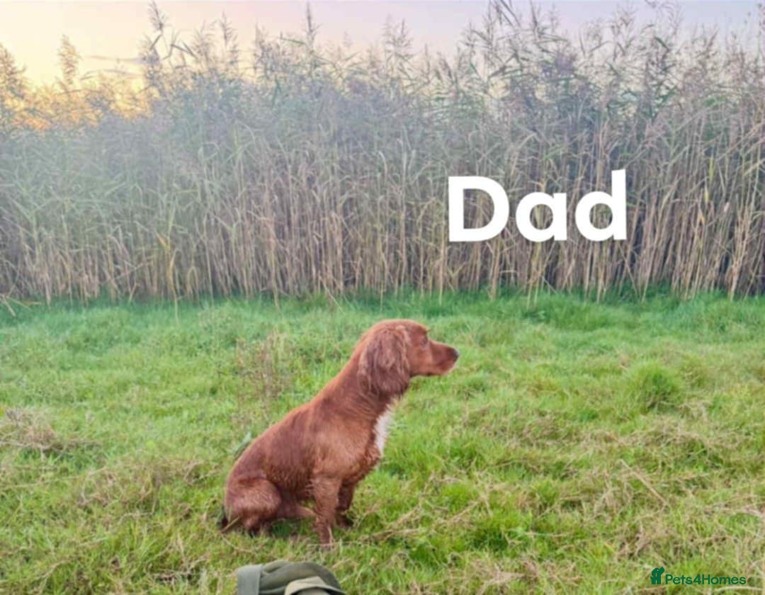 Cocker Spaniel dogs for sale: Well bred cocker spaniel  - Advert 5