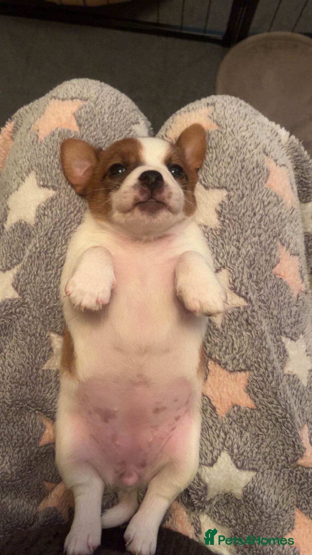 Jack Russell dogs for sale: Jack Russell puppies tri colour  - Advert 12