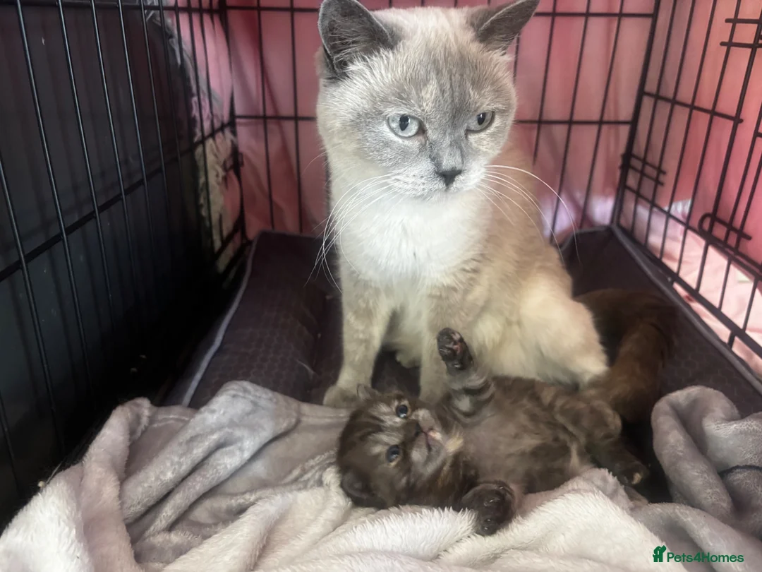 British Shorthair cats for sale: 🍫Rare coat British short hair 🍫 - Advert 5