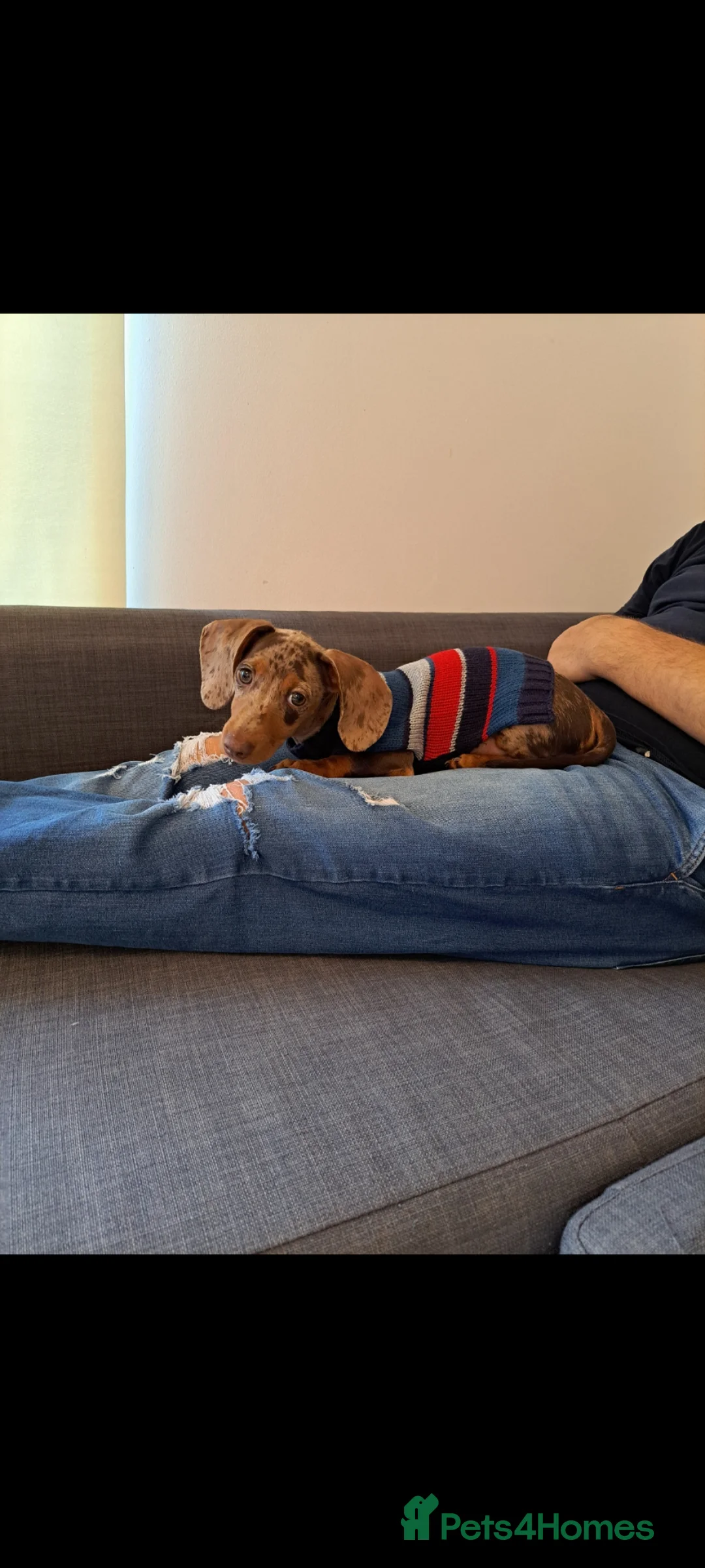 Dachshund dogs for sale: Beautiful dachshund rehoming  - Advert 2