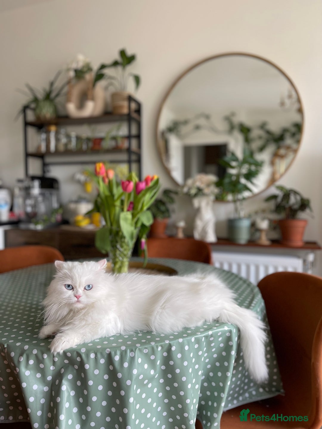 Persian cats for sale: Beautiful pedigree Chinchilla Persian cat - Image 3
