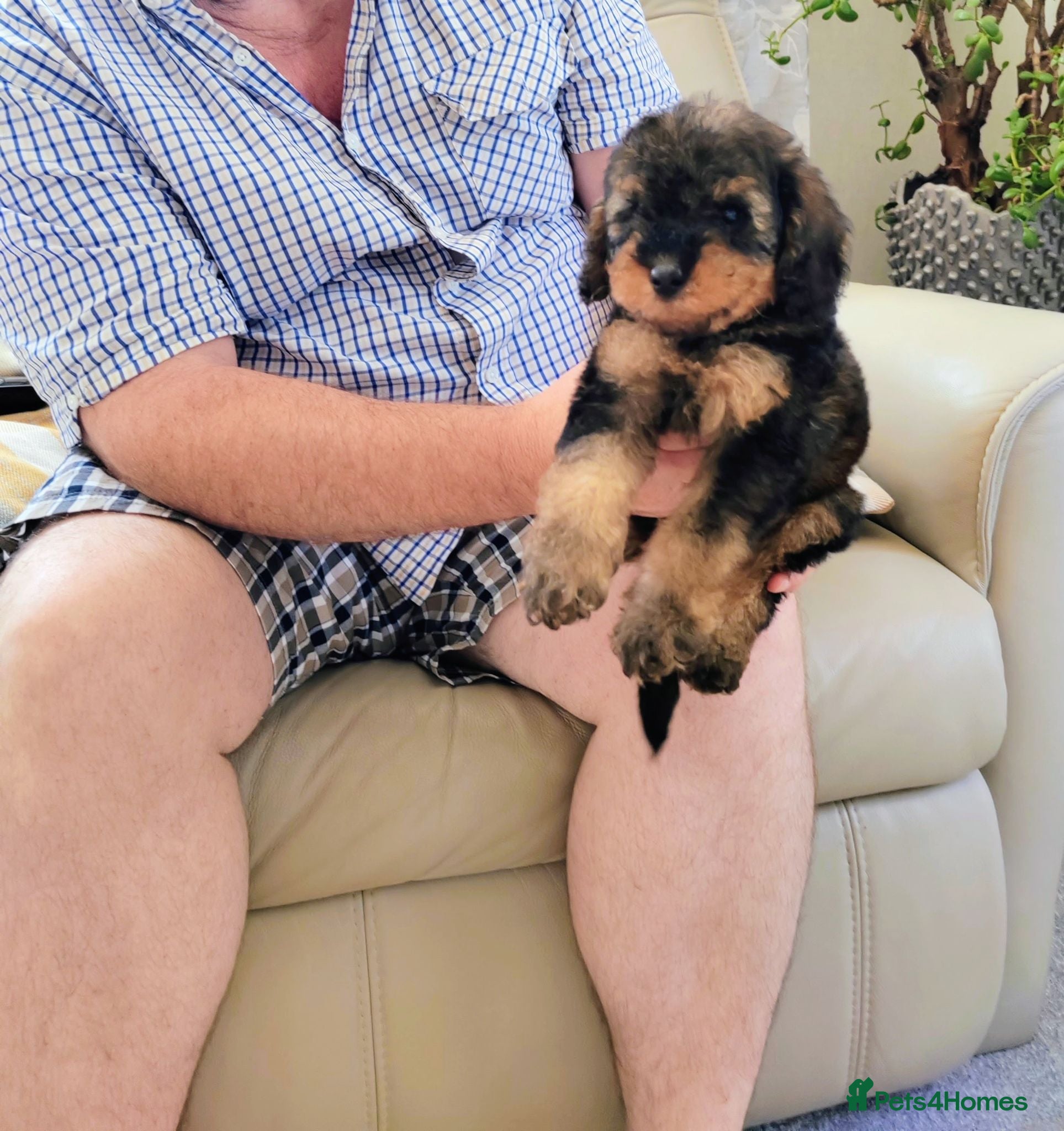 Cavapoo dogs  BEAUTIFUL DNA HEALTH TESTED PARENTS TOY CAVAPOO   - Advert 2