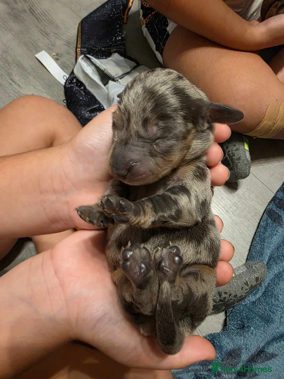 Miniature Dachshund dogs for sale: Miniature Dachshunds  - Advert 11