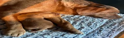 Labrador Retriever dogs for sale: Red Fox Labrador Retriever puppies for sale kc reg in Bath - Advert 4
