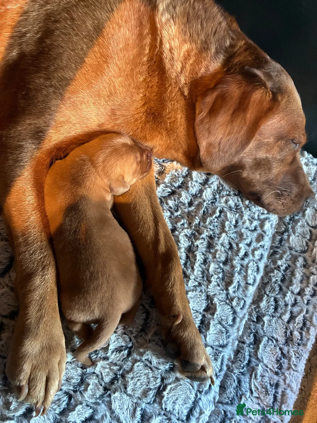 Labrador Retriever dogs for sale: Red Fox Labrador Retriever puppies for sale kc reg in Bath - Advert 4