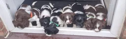 English Springer Spaniel dogs for stud: Stunning KC Stud, Proven, Health and DNA Tested. - Advert 19