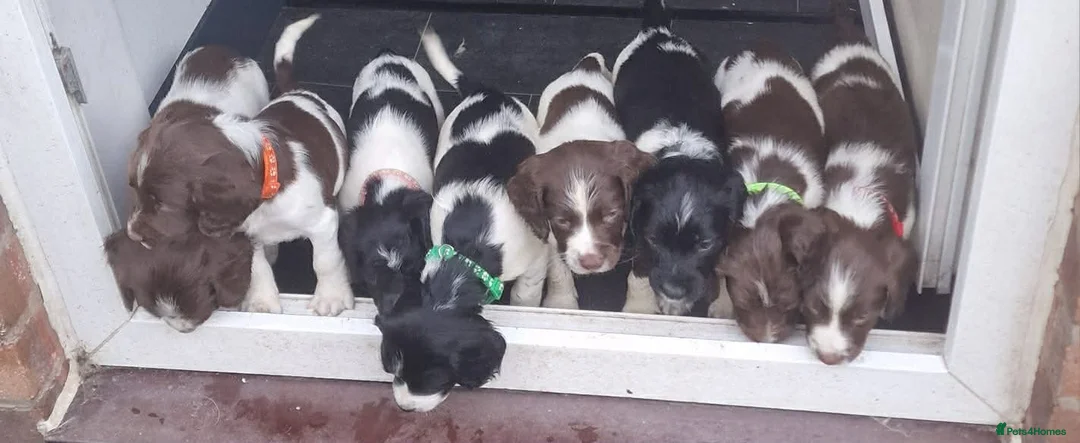 English Springer Spaniel dogs for stud: Stunning KC Stud, Proven, Health and DNA Tested. - Advert 18