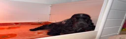 Cocker Spaniel dogs for sale: Real true show type puppies.  - Advert 9