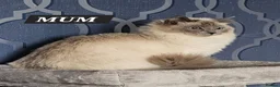 Ragdoll cats for sale: Council licence held. Stunning GCCF reg kittens  - Advert 7