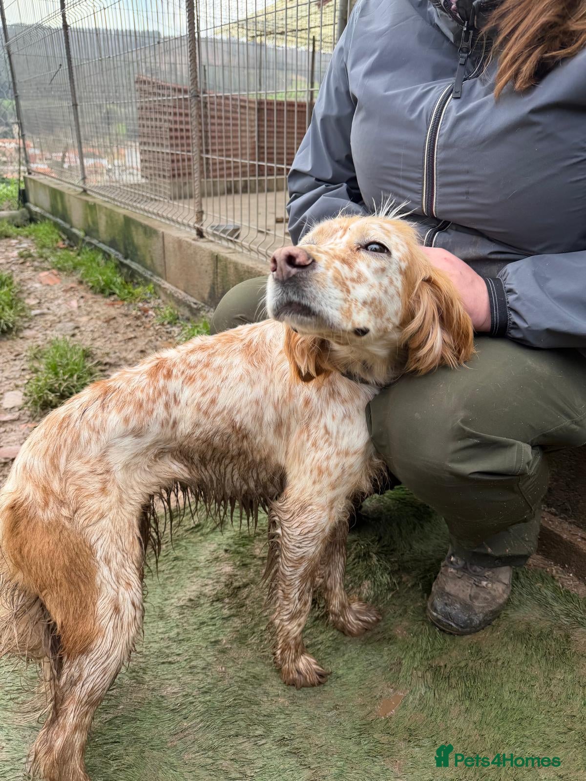 English Setter dogs Estrella - Advert 10