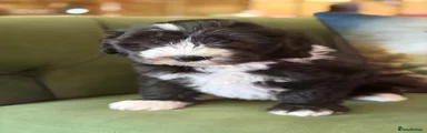 Sheepadoodle Puppy 4