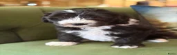 Sheepadoodle dogs for sale: Midi Sheepadoodle READY NOW - Advert 25