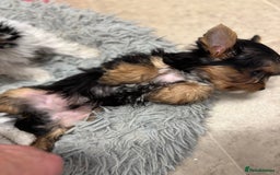 Yorkshire Terrier dogs for sale: Yorkshire terrier puppy boys - Image 7