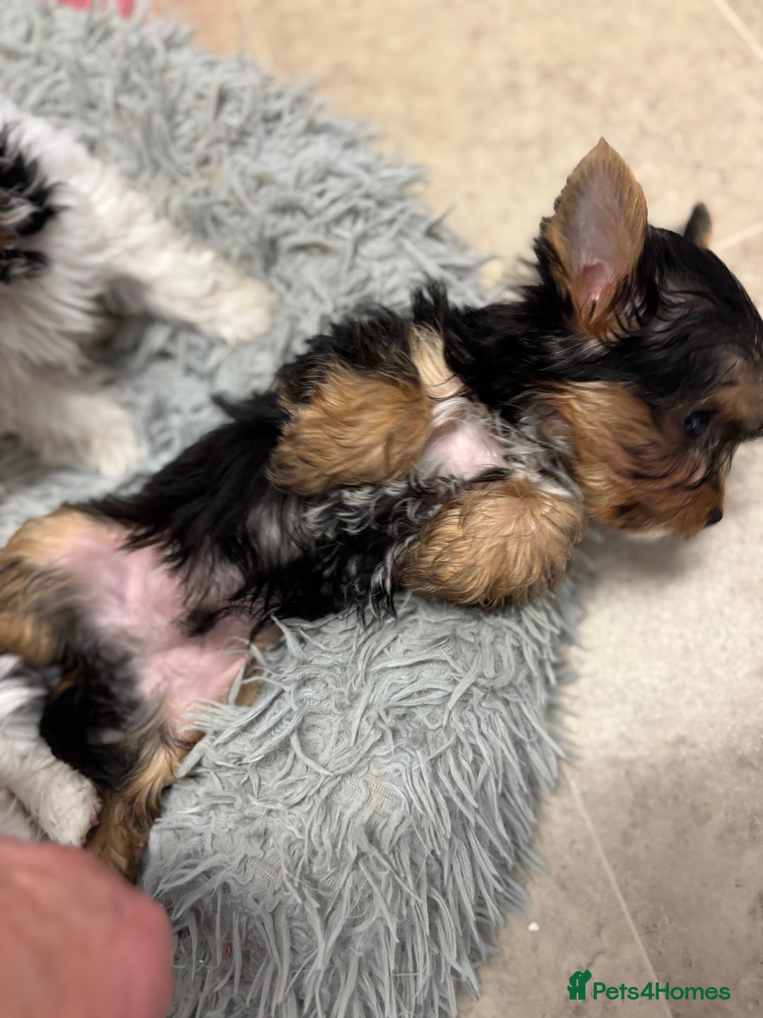 Yorkshire Terrier dogs for sale: Yorkshire terrier puppy boys - Image 7