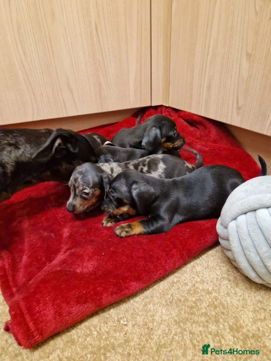 Miniature Dachshund dogs for sale: Black grey dapple, Black Tan miniature dachshund - Image 9