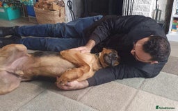 Mixed Breed dogs for sale: Baxter needs loving home  - Image 7