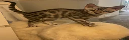 Bengal cats for sale: 🐾 BEAUTIFUL TICA REGISTERED BENGAL  – READY NOW  - Advert 10
