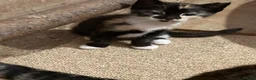 Mixed Breed cats for sale: 4 playful kittens looking for new homes - Advert 5