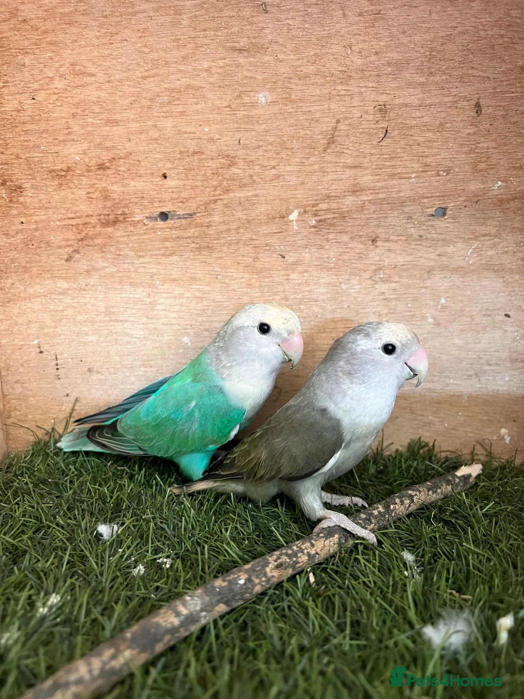 Lovebirds birds for sale: Lovebird pair  - Advert 1