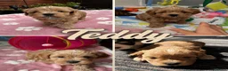 Maltipoo dogs for sale: 🐾💕 ADORABLE MALTIPOO  **   💕🐾 in Oldham - Advert 18