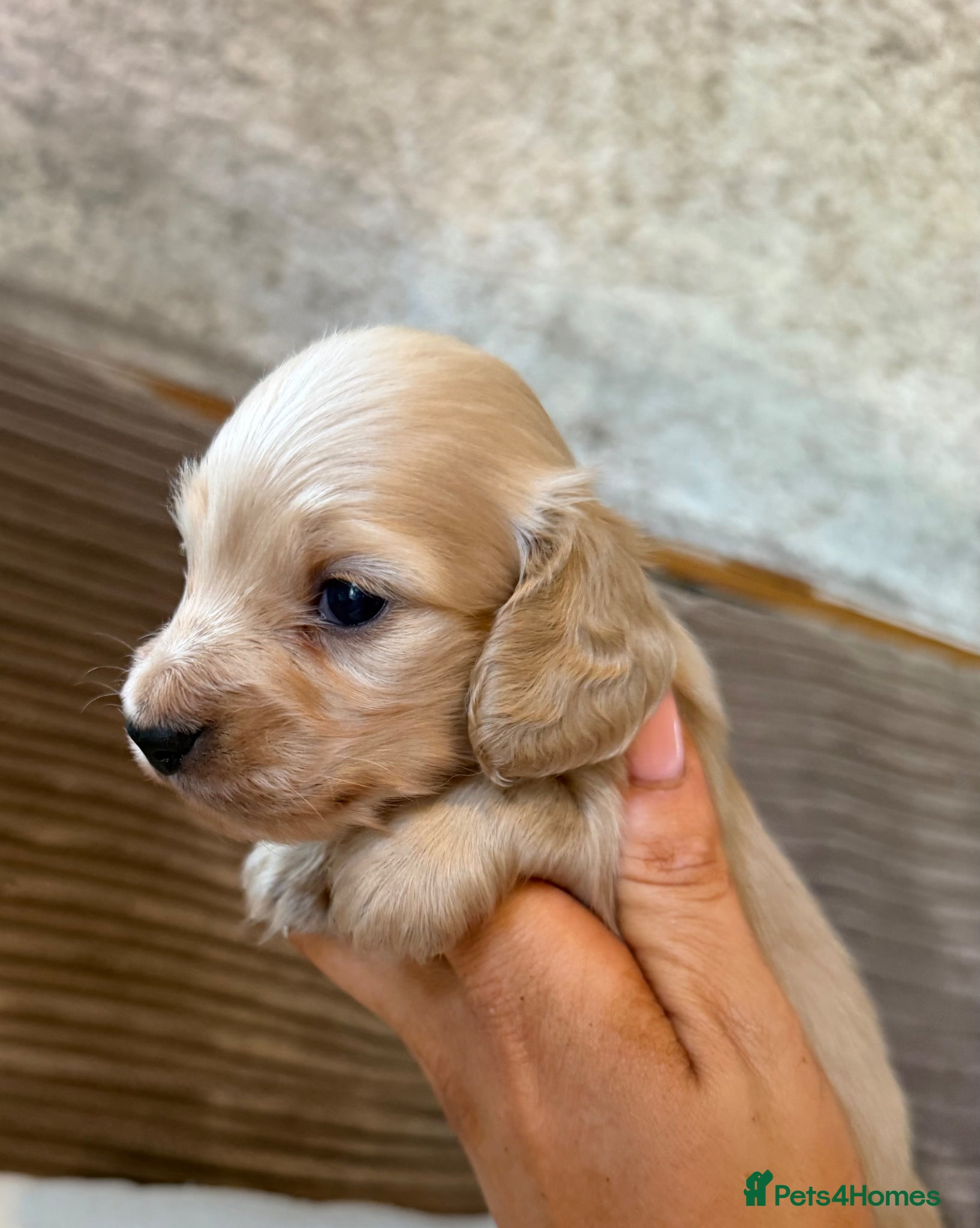 Miniature Dachshund dogs for sale: Miniature longhaired dachshunds  - Advert 3
