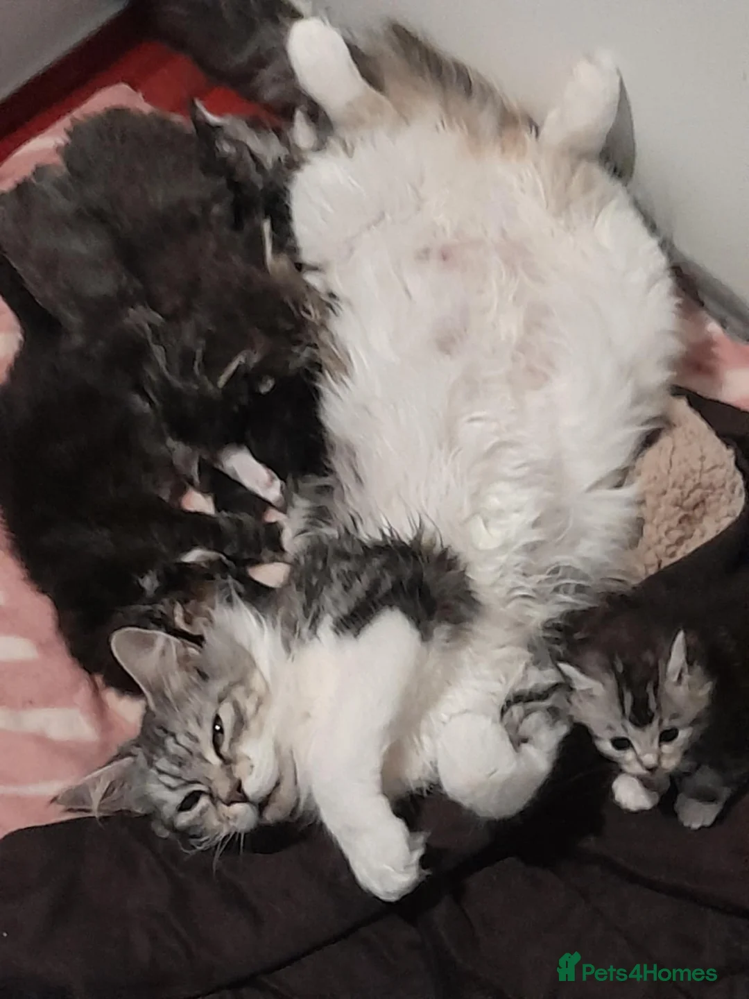 Maine Coon cats for sale: Maincoon kittens  - Advert 11