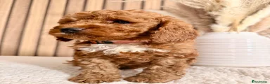 Cockapoo 4