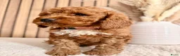 Cockapoo dogs for sale: F1B Red cockapoo puppies  in Bridgend - Advert 8