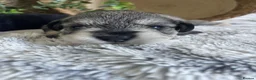 Miniature Schnauzer dogs for sale: THERAPY RAISED MINI SCHNAUZER  - Advert 4