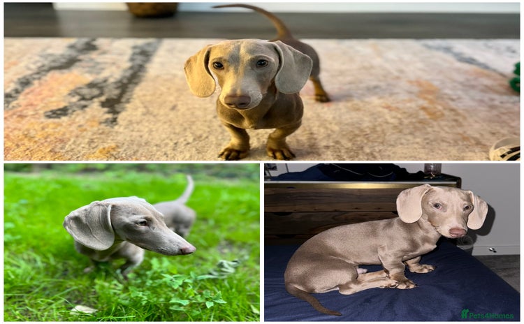 Miniature Dachshund dogs - Advert 12