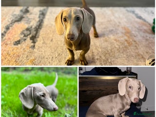 Miniature Dachshund dogs - Advert 42